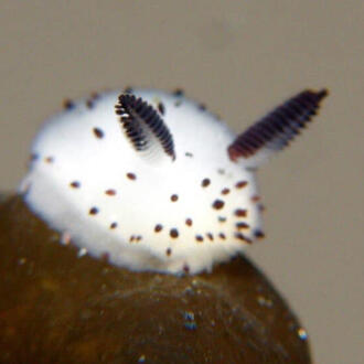 a sea bunny